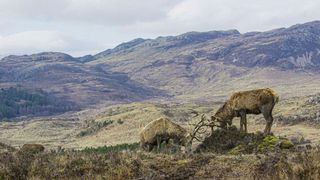 Scotland: A Wild Year