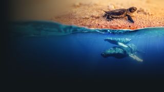 Australia's Wild Moments