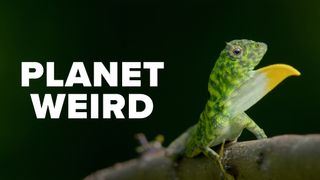 Planet Weird