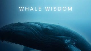 Whale Wisdom