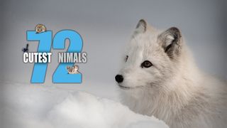 72 Cutest Animals