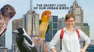 The Secret Lives of Our Urban Birds