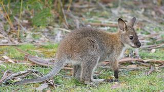 Savage Australia