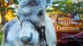 A Baby Reindeer's First Christmas