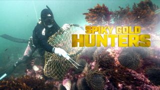 Spiky Gold Hunters
