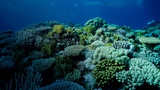 Planet Reef