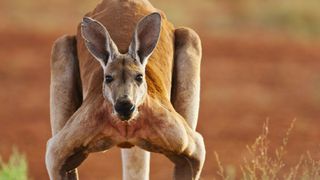 Australia Remastered: National Treasures