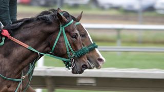 Cox Plate