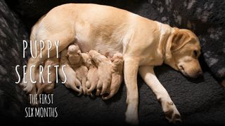 Puppy Secrets: First Six Months