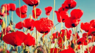 ABC News on ANZAC Day