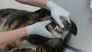It Shouldn't Happen to a Vet