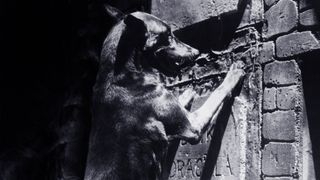 Zoltan, Hound of Dracula