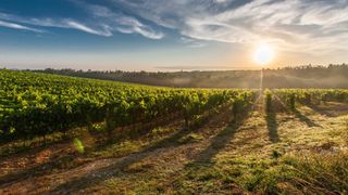 Wine Lovers' Guide to Australia