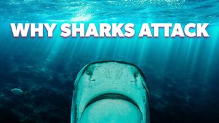Why Sharks Attack