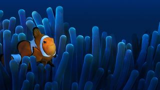 Australia's Ocean Odyssey: A Journey Down the East Australian Current