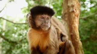 World's Greatest: Animal Encounters