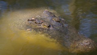 Crocodile Territory: Protecting a Predator