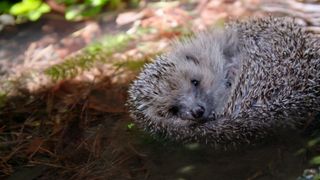 Meet the Hedgehogs