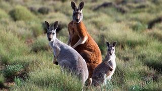 Australia Remastered
