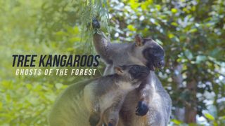 Tree Kangaroos: Ghosts Of The Forest
