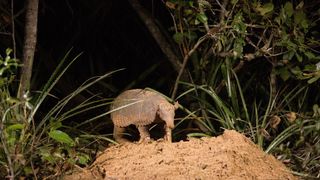 Hotel Armadillo