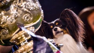 Best of Crufts