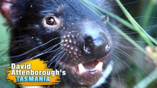David Attenborough's Tasmania