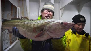 Hugh's Fish Fight