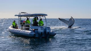 Gold Coast Ocean Rescue