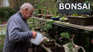 Bonsai