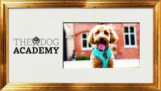 The Dog Academy