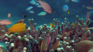 Barney's Barrier Reef
