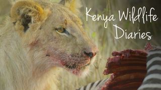 Kenya Wildlife Diaries