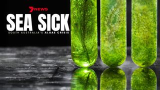 7NEWS Special: Sea Sick: South Australia's Algae Crisis
