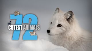 72 Cutest Animals