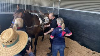 BZ'S Stable Start