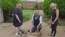 S2 E2: Dogs Behaving (Very) Badly Australia