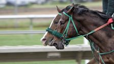 Sir Dragonet Cox Plate 100