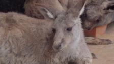 S12 E10: Bondi Vet