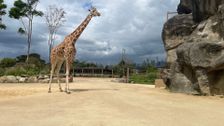 S4 E1: Giraffe Jimiyu