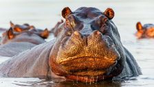 S5 E3: Very Hungry Hippos
