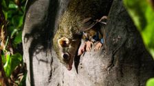 S1 E20: Andy and the Treeshrew