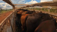 S1 E5: Aussie Road Train Truckers