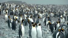 S30 E8: South Georgia, Falkland Islands