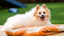 S5 E7: The Dog House Australia