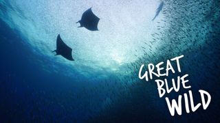 Great Blue Wild