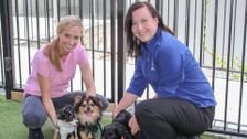S7 E9: Bondi Vet