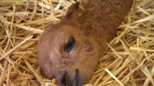 S6 E1: Bondi Vet