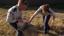 S1 E14: Animal Tales