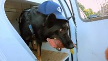 S13 E5: Dog Patrol